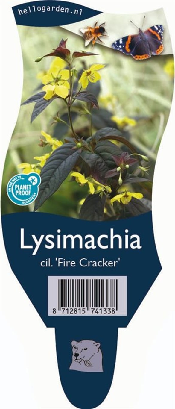 Lysimachia ciliata 'Firecracker' - P11
